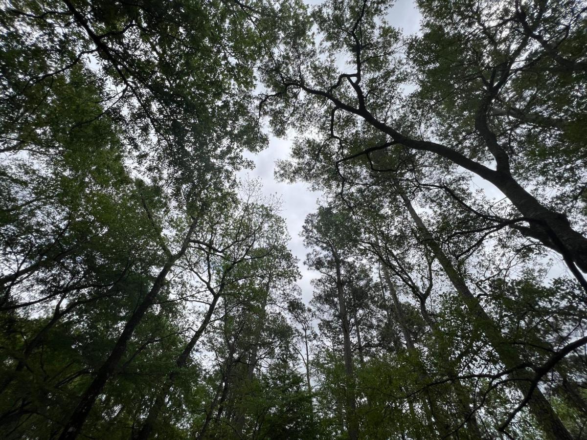 2 Bdrm Treehouse Hideout- Lake Conroe With Boat Ramp Montgomery Ngoại thất bức ảnh